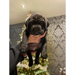 Cane Corso Puppies for Sale - ready to go!