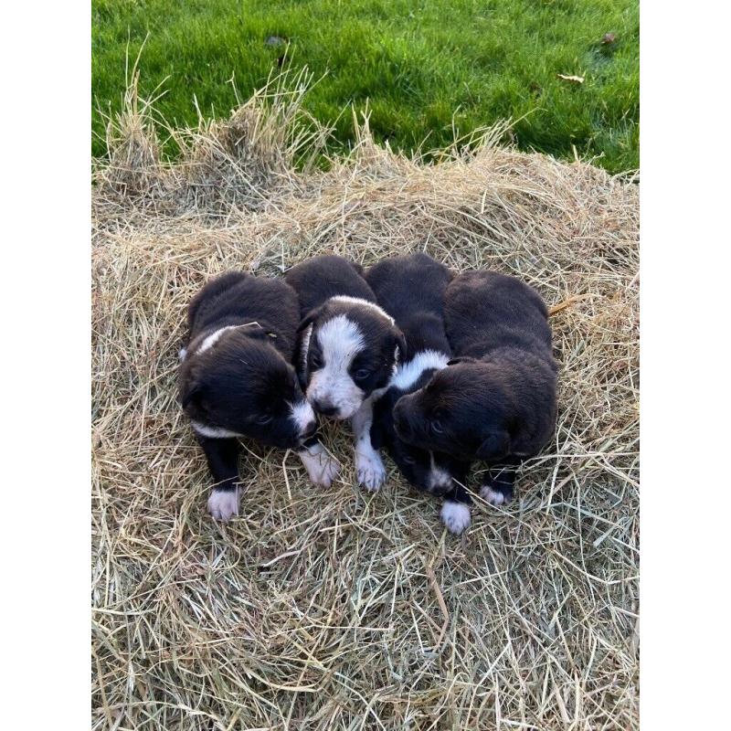 Beautiful Border Collies