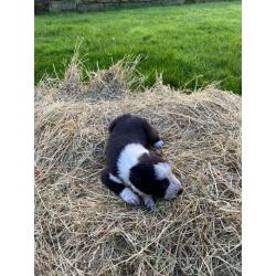 Beautiful Border Collies