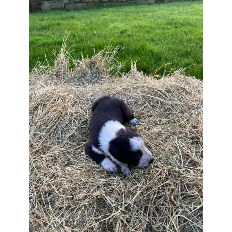 Beautiful Border Collies