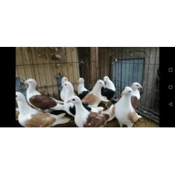 The best breeders for sale