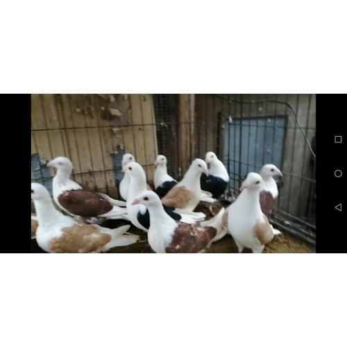 The best breeders for sale