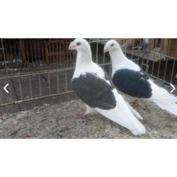 The best breeders for sale