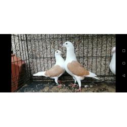 The best breeders for sale