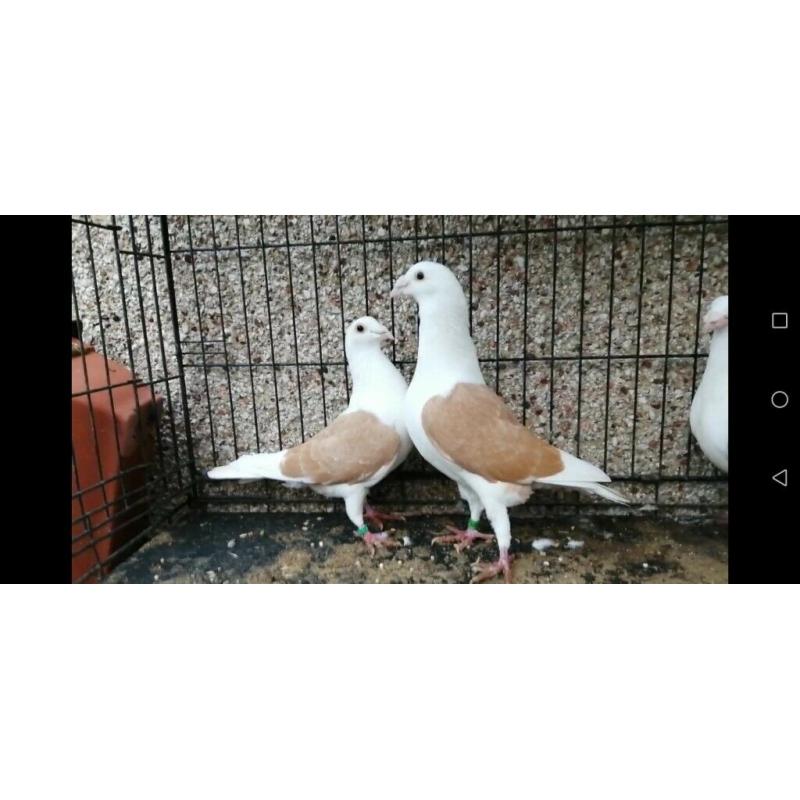 The best breeders for sale