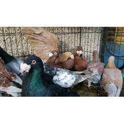The best breeders for sale