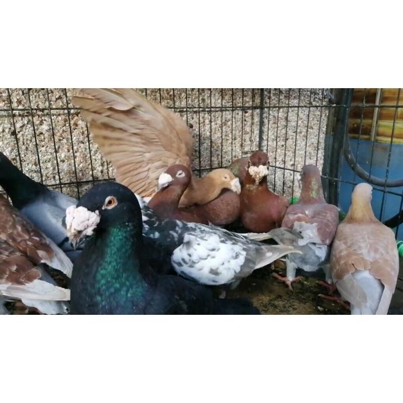 The best breeders for sale