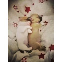 Chihuahua Teacup puppies