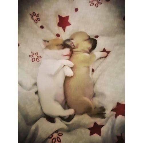Chihuahua Teacup puppies