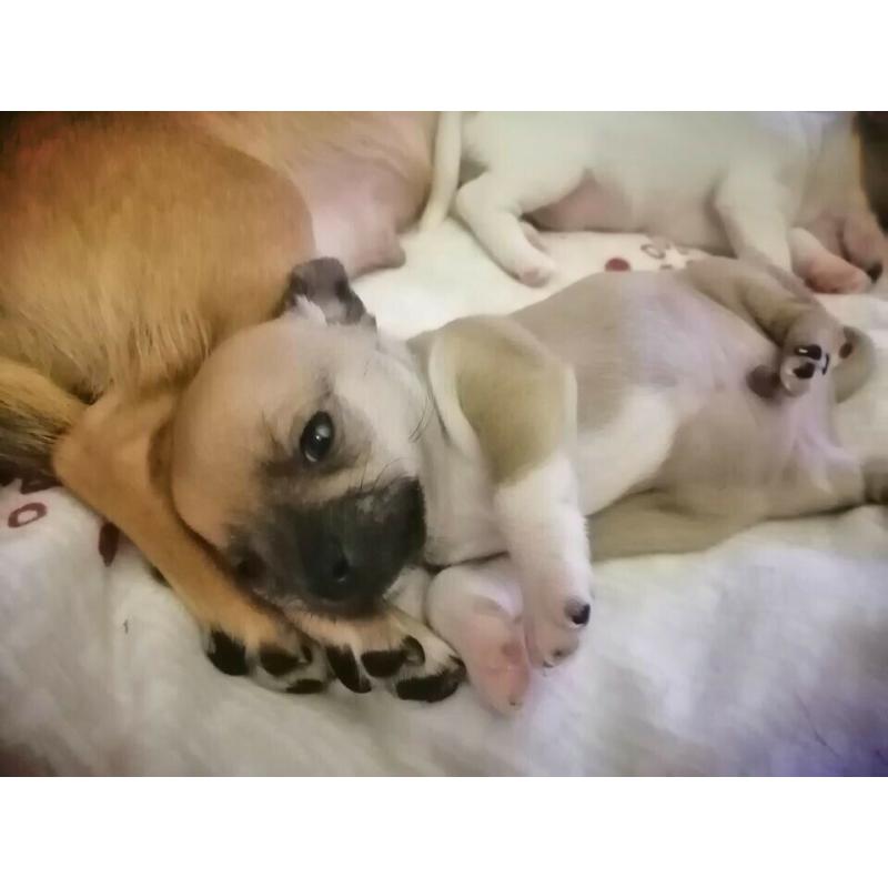 Chihuahua Teacup puppies
