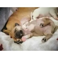 Chihuahua Teacup puppies
