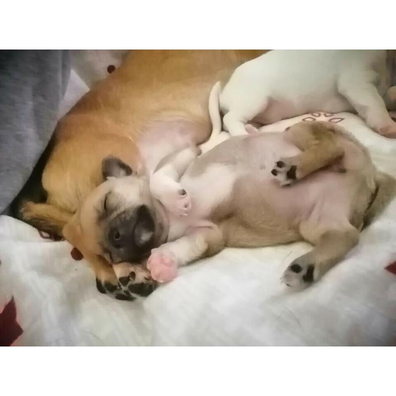 Chihuahua Teacup puppies