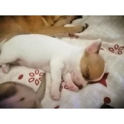 Chihuahua Teacup puppies