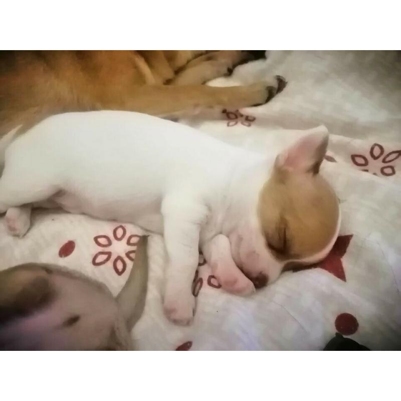 Chihuahua Teacup puppies