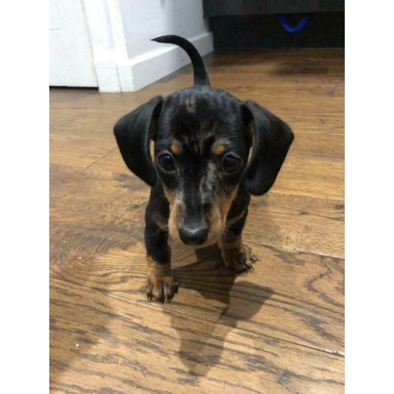 Miniature dachshund puppies