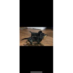 Miniature dachshund puppies