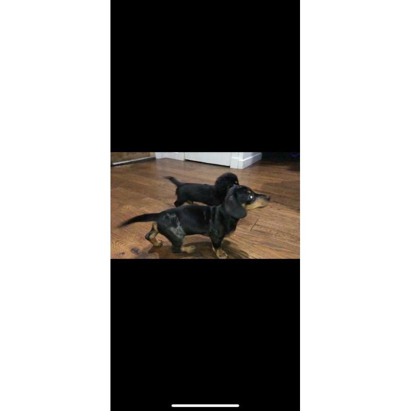 Miniature dachshund puppies