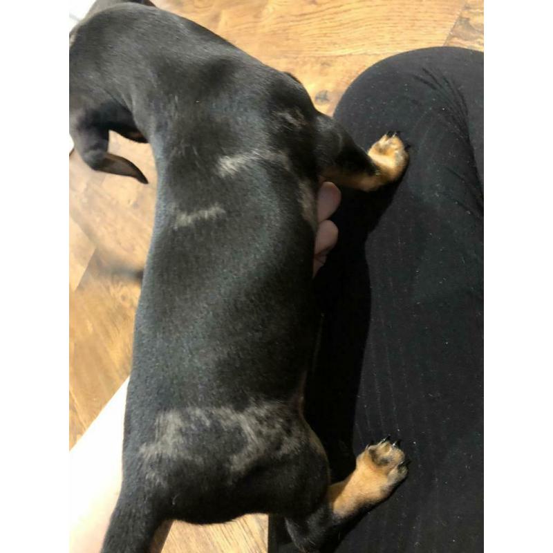 Miniature dachshund puppies