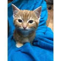 SOLD - male kitten