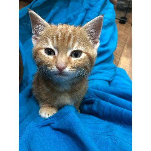SOLD - male kitten