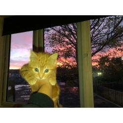 SOLD - male kitten