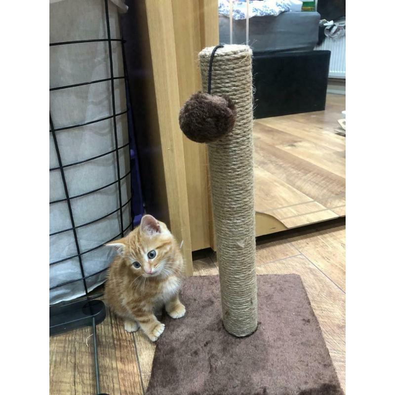 SOLD - male kitten