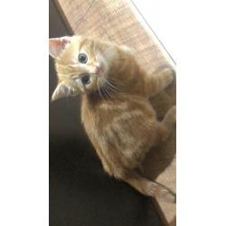 SOLD - male kitten