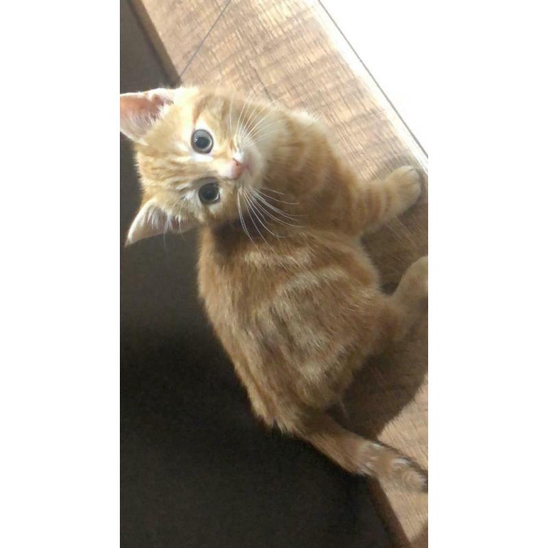 SOLD - male kitten