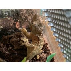 Crested Gecko Todlers