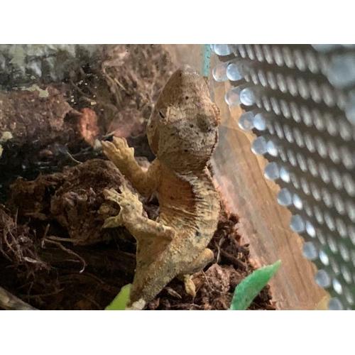 Crested Gecko Todlers