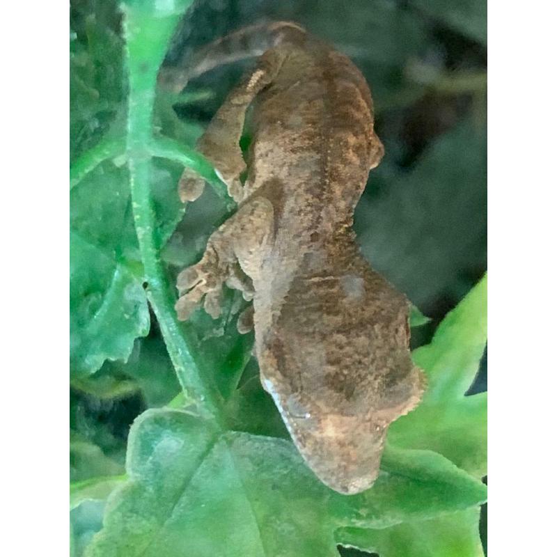 Crested Gecko Todlers