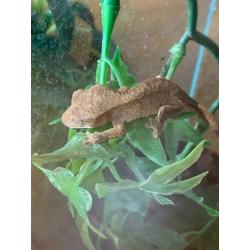 Crested Gecko Todlers