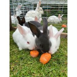 Adorable pair of bunnies for sale (?50)