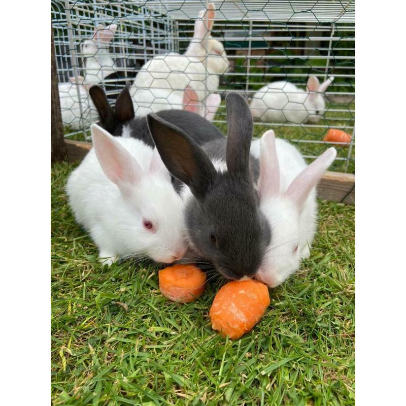 Adorable pair of bunnies for sale (?50)
