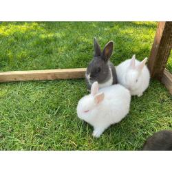 Adorable pair of bunnies for sale (?50)