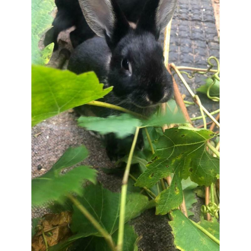 Adorable pair of bunnies for sale (?50)