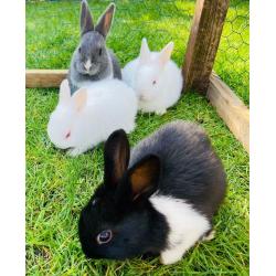 Adorable pair of bunnies for sale (?50)
