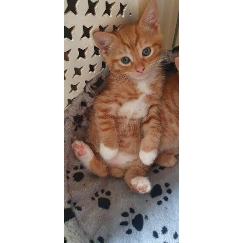 ALL SOLD - 3 Adorable, cute & friendly female ginger kittens looking for their forever home