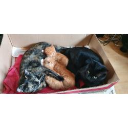 ALL SOLD - 3 Adorable, cute & friendly female ginger kittens looking for their forever home