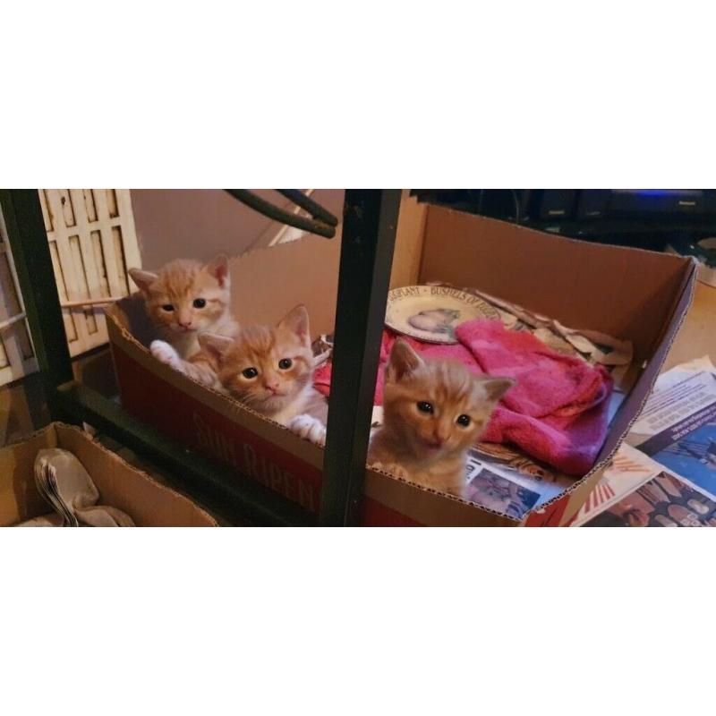 ALL SOLD - 3 Adorable, cute & friendly female ginger kittens looking for their forever home