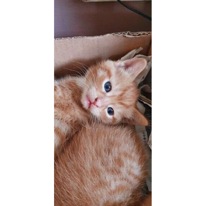 ALL SOLD - 3 Adorable, cute & friendly female ginger kittens looking for their forever home