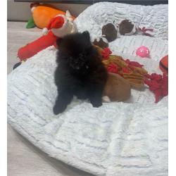 KC Pomeranian puppies