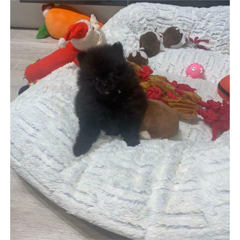 KC Pomeranian puppies