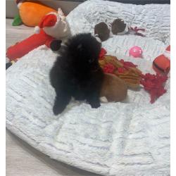 KC Pomeranian puppies