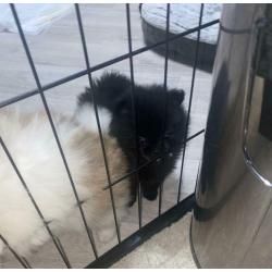KC Pomeranian puppies
