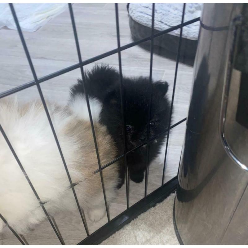 KC Pomeranian puppies