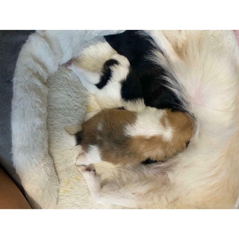 KC Pomeranian puppies