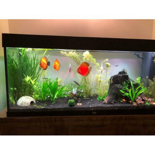 Discus fish