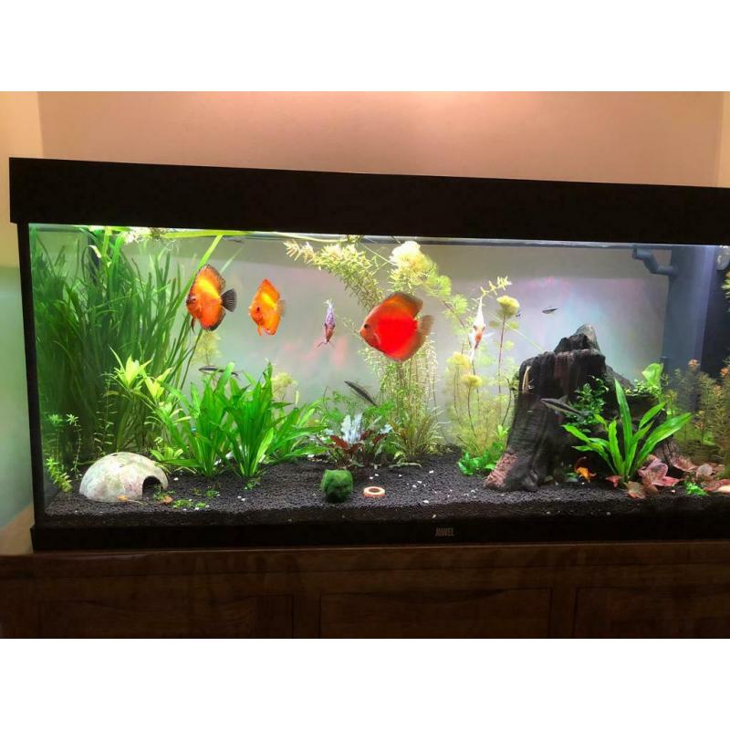 Discus fish