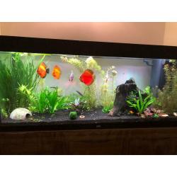 Discus fish